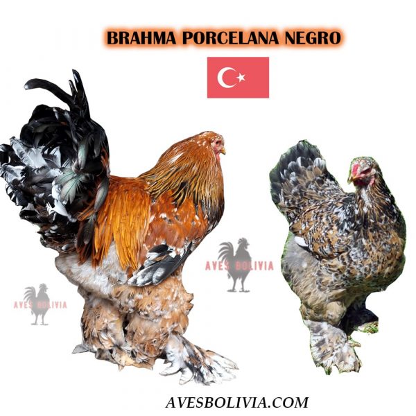 Reproductores Brahma porcelana Negro linea turca
