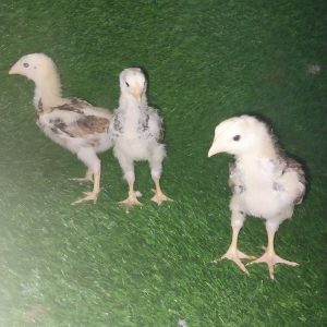 pollitos criollos gigantes