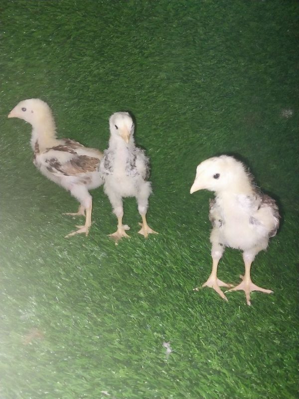 pollitos criollos gigantes