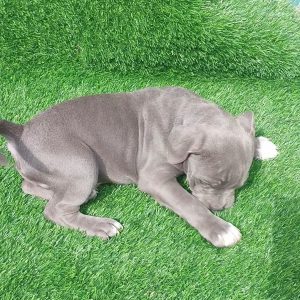 Cachorros American Bully Standard Blue – 2 Meses