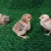 POLLITOS