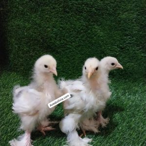 pollitos brahma moteado blanco