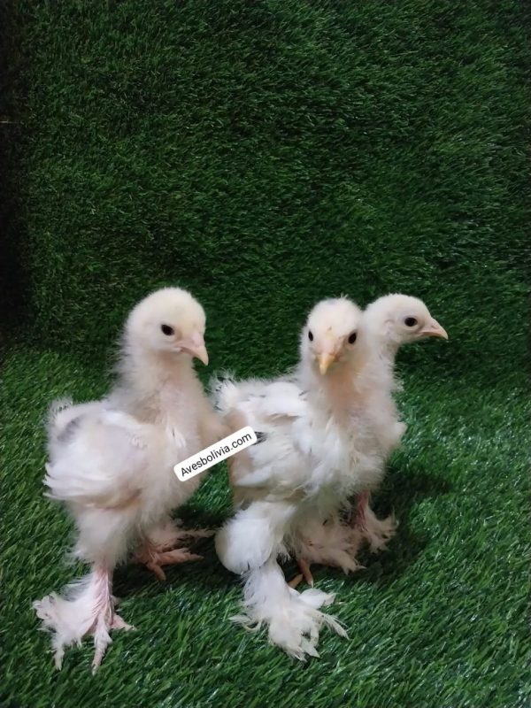 pollitos brahma moteado blanco